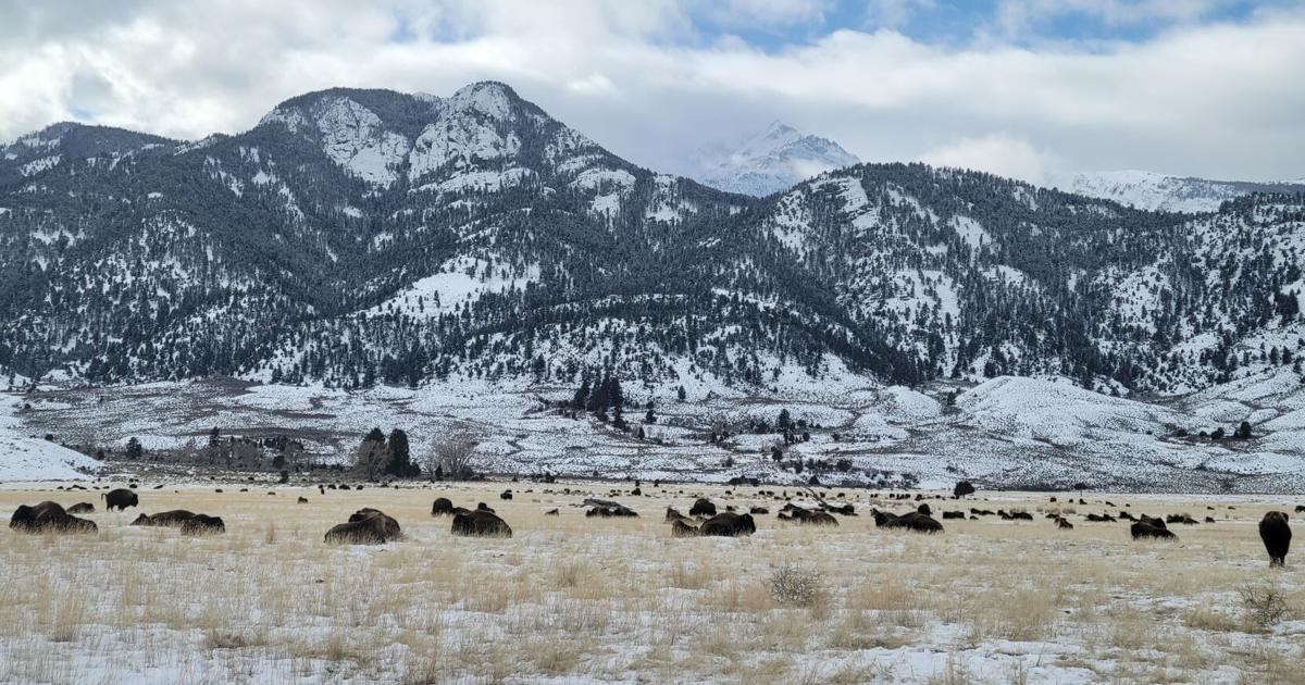 Beattie Gulch bison hunt 'chaos and confusion' shown in federal reports